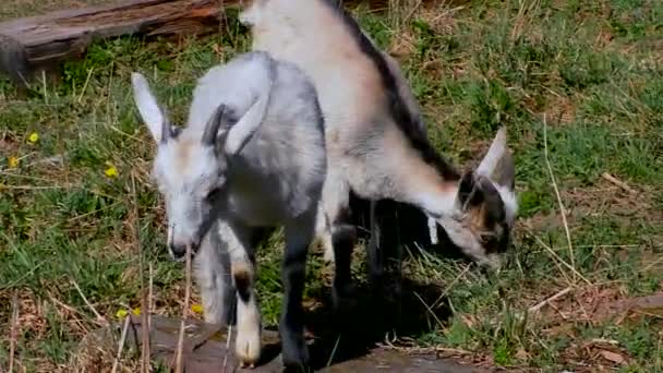 Des chèvres avec des enfants paissent sur la pelouse de la ferme . — Video