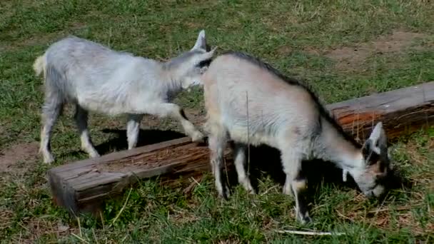 Des chèvres avec des enfants paissent sur la pelouse de la ferme .