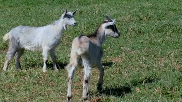 Des chèvres avec des enfants paissent sur la pelouse de la ferme . — Video