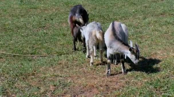 Des chèvres avec des enfants paissent sur la pelouse de la ferme .