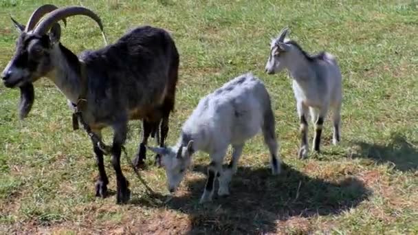 Geiten met kinderen grazen op het gazon op de boerderij. — Stockvideo