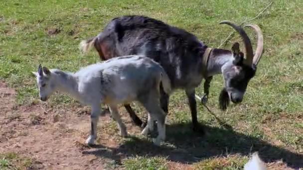 Des chèvres avec des enfants paissent sur la pelouse de la ferme . — Video