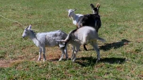 Cabras con niños pastan en el césped de la granja . — Vídeo de stock