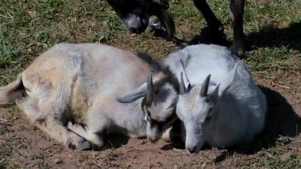 Cabras con niños pastan en el césped de la granja . — Vídeos de Stock