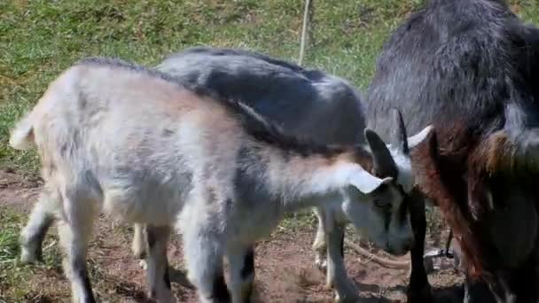 Des chèvres avec des enfants paissent sur la pelouse de la ferme . — Video