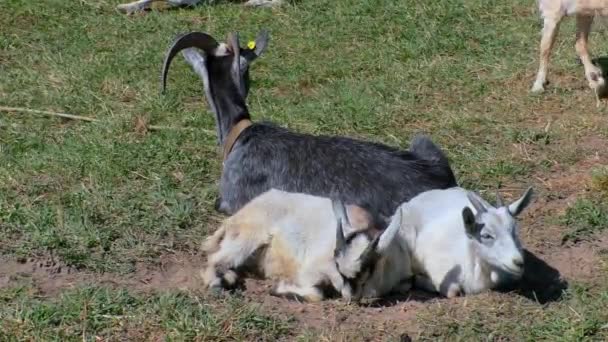 带着孩子的山羊在农场的草坪上吃草. — 图库视频影像