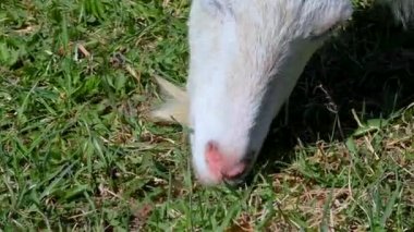 Çocuklu keçiler çiftlikteçimen otluyorlar..