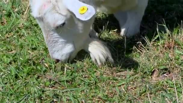 Kozy z dziećmi pasą się na trawniku na farmie. — Wideo stockowe