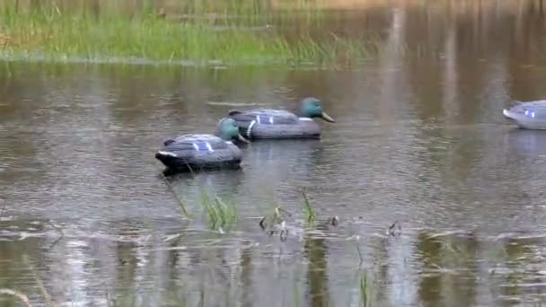 Hunting dummy on the water for decoy birds. — Stock Video