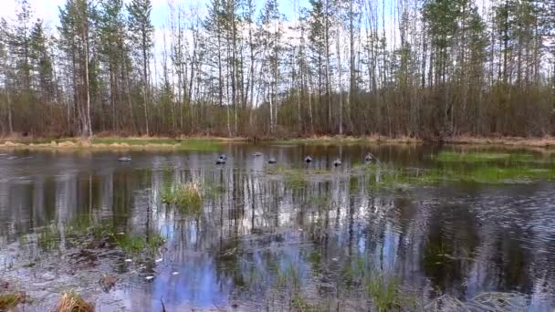Maniquí de caza en el agua para pájaros señuelo . — Vídeos de Stock