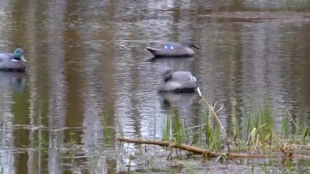 Hunting dummy on the water for decoy birds. — Stock Video