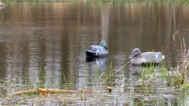 Maniquí de caza en el agua para pájaros señuelo . — Vídeos de Stock