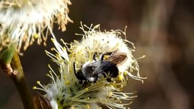 Bee böbrek Çiçek söğüt üzerinde. Doğanın bahar uyanışı.