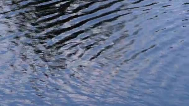 背景透明野生冲浪海岸 湖底透过水面可见 — 图库视频影像