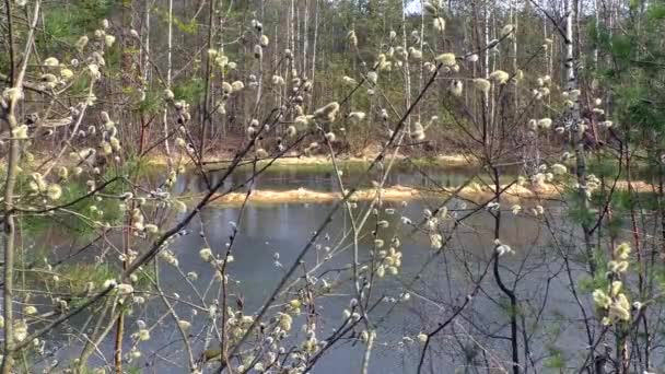 Jarní Vrba Pupeny Jezera Krajinná Příroda Severní Evropě — Stock video