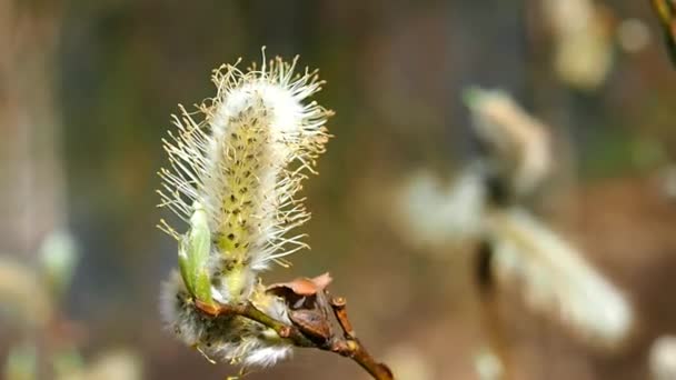 Saule Printanier Avec Bourgeons Près Lac Paysage Faune Europe Nord — Video