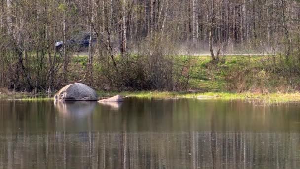 北部自然景观湖泊和森林 阳光明媚的一天 狂野的大自然 — 图库视频影像