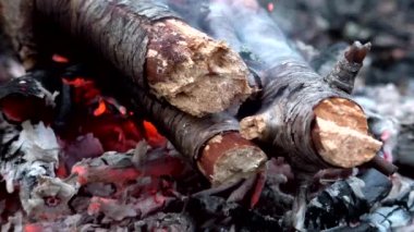 Ağaç gövdeleri ormanda yanıyor. Ateş büyüleyici ve tehlikeli..