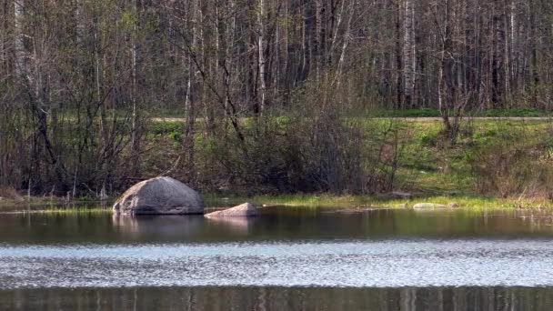 Lacs Paysagers Forêts Nature Nordique Nature Sauvage Par Une Journée — Video