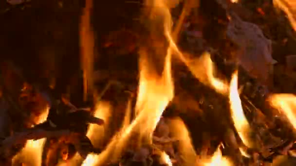 Plamen Ohně Velmi Blízký Vypalování Fascinující Nebezpečné — Stock video