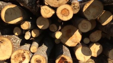 Ormanda kesilmiş çam sandıkları. Vahşi doğanın ağaçlarının kesilmesi.