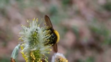 Bee böbrek Çiçek söğüt üzerinde. Doğanın bahar uyanışı.