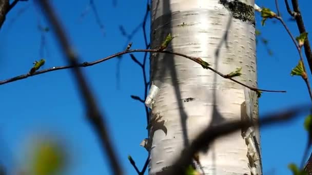 Νεαρό Βλαστάρι Από Φύλλα Στα Κλαδιά Του Δέντρου Άνοιξη Αφύπνισης — Αρχείο Βίντεο