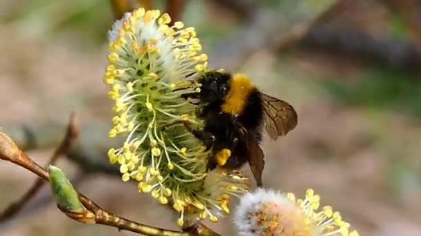 Bee Nier Bloeiende Wilg Lente Ontwaken Van Natuur — Stockvideo