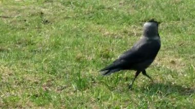 Kuş bir Jackdaw yakın. Şehirde yabani kuşların hayatı.