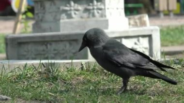 Kuş bir Jackdaw yakın. Şehirde yabani kuşların hayatı.