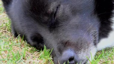 Yetişkin bir köpeğin namlusu yakın. Çimenlerin üzerinde yatan evcil hayvan köpek.