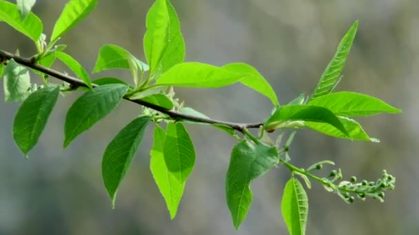 Folhas Verdes Jovens Árvore Balançando Vento Folhagem Nos Ramos Primavera — Vídeo de Stock