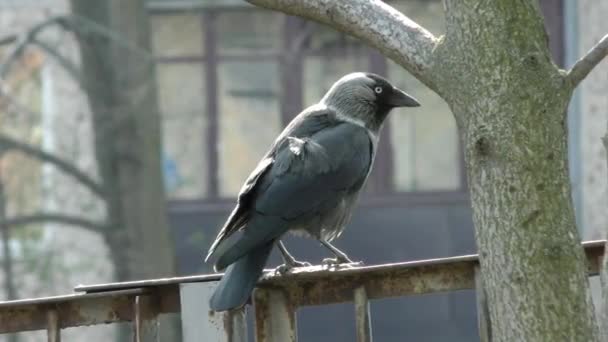 Pájaro Está Cerca Jackdaw Vida Aves Silvestres Ciudad — Vídeos de Stock