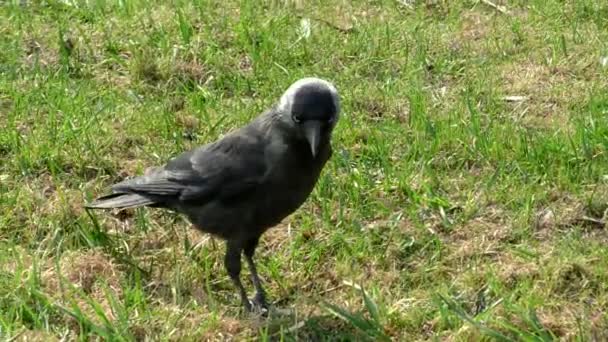 Pássaro Jackdaw Perto Vida Pássaros Selvagens Cidade — Vídeo de Stock