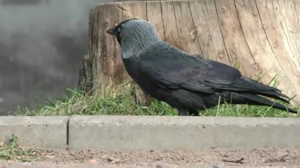 Oiseau Est Proche Jackdaw Vie Des Oiseaux Sauvages Dans Ville — Video