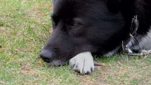 一只成年狗的枪口紧闭 宠物狗躺在草地上 — 图库视频影像