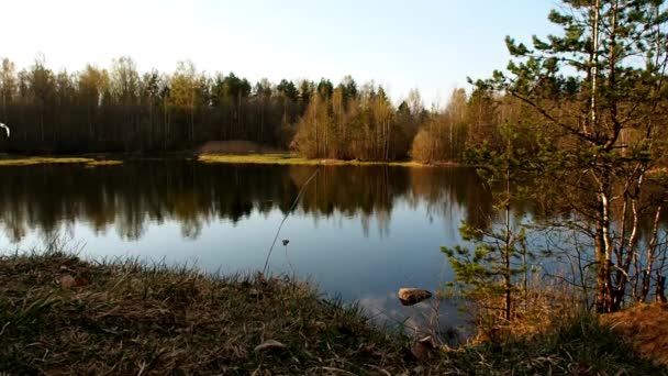 Seen Und Wälder Der Nördlichen Natur Wilde Natur Einem Sonnigen — Stockvideo