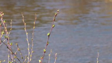Ağacın dallarındaki yapraklardan genç filizler. Doğanın ilkbaharda uyanışı.