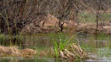 Bahar ormanı ve göl manzarası. Kuzey Avrupa Yaban Hayatı. 