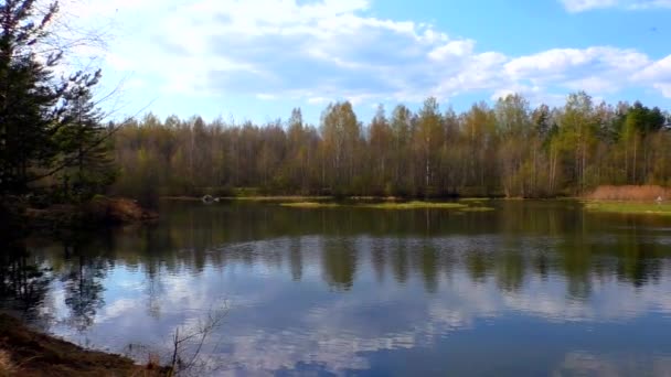 Paesaggio Foresta Primaverile Lago Fauna Selvatica Dell Europa Settentrionale — Video Stock