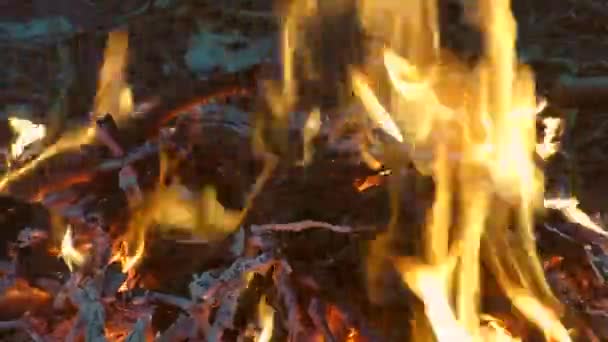 Boomstammen Branden Het Bos Het Vuur Charmant Gevaarlijk — Stockvideo