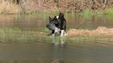 Bir av köpeği sudan bir ördek taşır. Rus - Avrupa Laika dişleri oyun ile avcı yüzer.