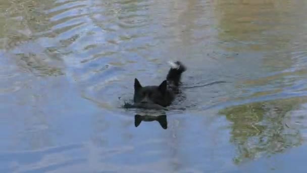 Ein Jagdhund Trägt Eine Angeschossene Ente Aus Dem Wasser Russisch — Stockvideo