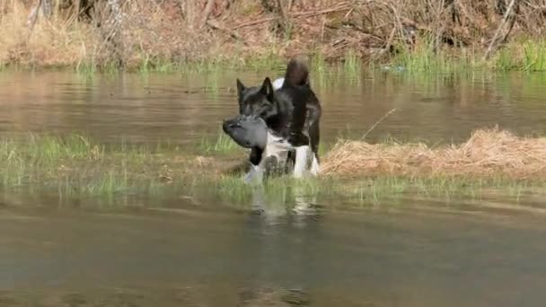狩猟犬は 水からショットアウトアヒルを運びます ロシア語 ヨーロッパのライカは彼の歯でゲームでハンターに泳ぐ — ストック動画