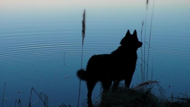 Hond Het Water Bij Zonsondergang Idyllisch Kalm Landschap Van Mysterieuze — Stockvideo