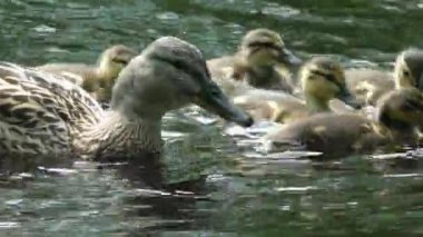 Suda yüzen küçük ördek yavrularıyla bir yavruyla ördek yavrusu. Vahşi kuşların doğal ortamlarında yaşamaları. Hayvanlarda aile ve annelik.