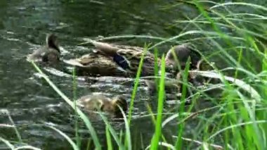 Suda yüzen küçük ördek yavrularıyla bir yavruyla ördek yavrusu. Vahşi kuşların doğal ortamlarında yaşamaları. Hayvanlarda aile ve annelik.