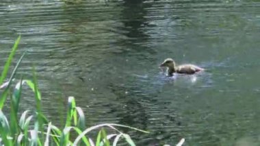 Suda yüzen küçük ördek yavrularıyla bir yavruyla ördek yavrusu. Vahşi kuşların doğal ortamlarında yaşamaları. Hayvanlarda aile ve annelik.