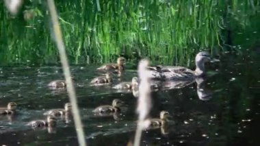 Suda yüzen küçük ördek yavrularıyla bir yavruyla ördek yavrusu. Vahşi kuşların doğal ortamlarında yaşamaları. Hayvanlarda aile ve annelik.