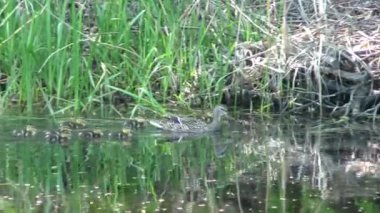Suda yüzen küçük ördek yavrularıyla bir yavruyla ördek yavrusu. Vahşi kuşların doğal ortamlarında yaşamaları. Hayvanlarda aile ve annelik.